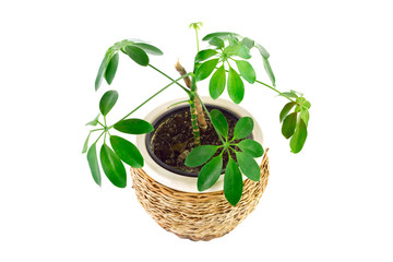 a the image of a flower in a pot of room schefflera