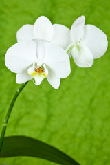 branch of white orchid