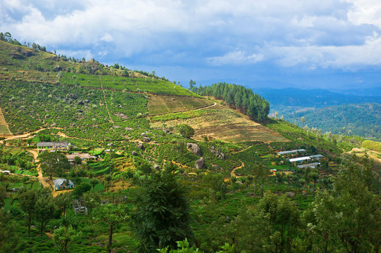Tea plantations