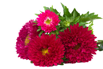 red aster flowers