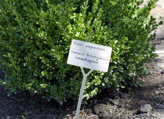 Самшит вечнозеленый шаровидный (лат. Buxus sempervirens)