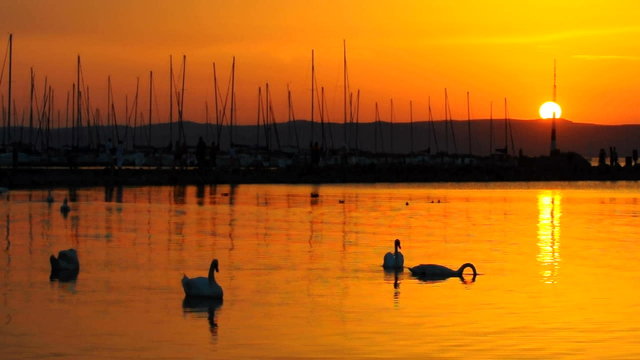 Silhouette of some swans on the water