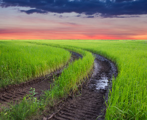 Traces of the wheel in the rice harvest.