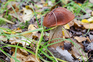 Aspen mushroom in wood