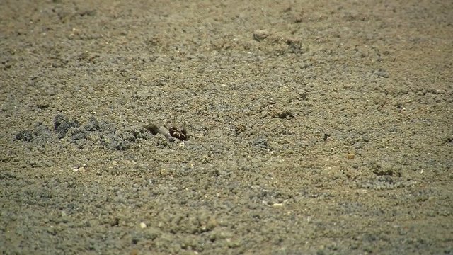 Krabben, Sand und Meer