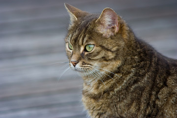 Splendido ritratto di gatto con occhi verdi