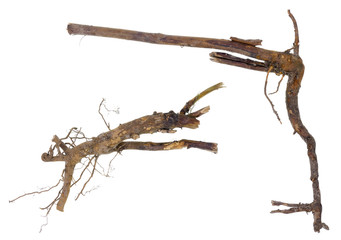 halloween  gun pistol revolver from roots concept