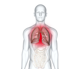Human lungs, infection, 3D illustration