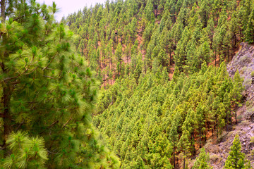 Corona Forestal in Teide National Park at Tenerife