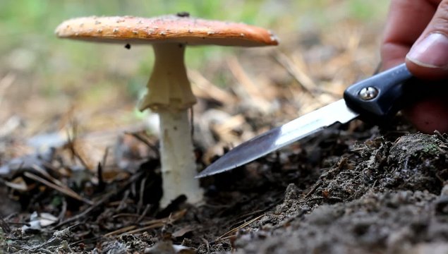 Amanita mushroom, do not cut, and kicking leg.