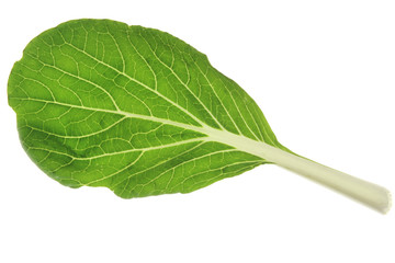 Pak Choy (Brassica rapa chinensis)
