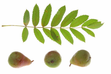 Speierling (Sorbus domestica)