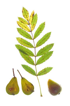 Speierling (Sorbus domestica)