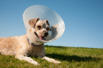 Lampshade collar