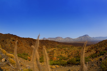 Echium wildpretii Red Tanajiste Rojo in Teide Tenerife