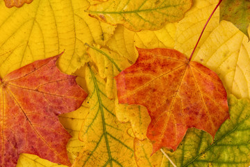autumn leaves background
