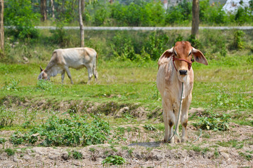 Fototapeta premium brown cows in field of northern thailand
