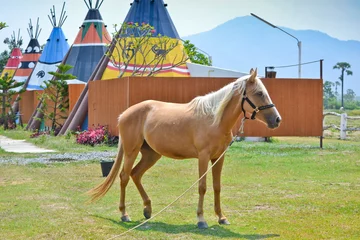 Foto op Canvas paard in het noorden van thailand © punyafamily