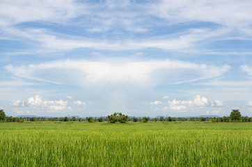 paddy fields and sky