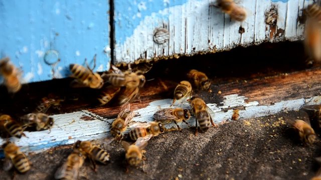 pszczoły wchodzące do ula
