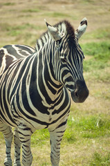 Fototapeta premium Zebra standing on grass