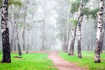 Zelfklevend Fotobehang Berkenbos Diepe herfstmist in het ochtendberkenbos