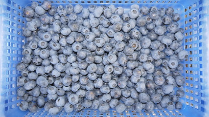 Blaubeerenlese