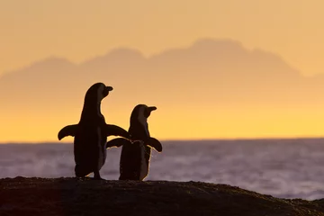 Crédence en verre imprimé Pingouin Couple de pingouins africains au coucher du soleil