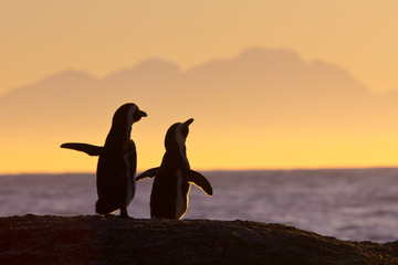 African penguin couple at sunset - obrazy, fototapety, plakaty
