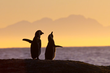 African penguin couple at sunset