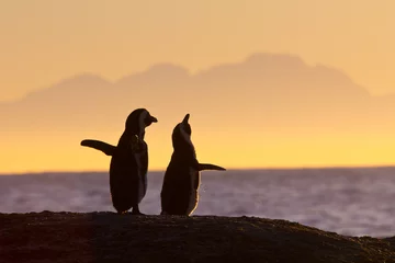 Poster Afrikaans pinguïnpaar bij zonsondergang © Impala