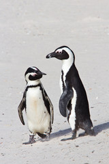 Two African penguins