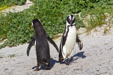 Fototapeta premium African penguin dance