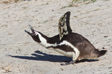 Jackass penguin calling