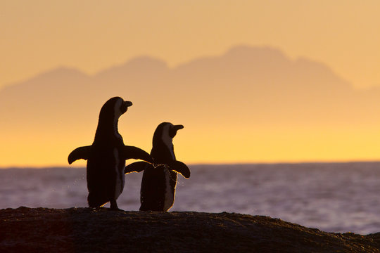 African penguin couple at sunset