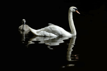 Mother swan and her baby.