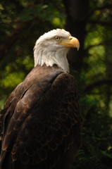 Fototapeta premium Majestic Bald Eagle Portrait.