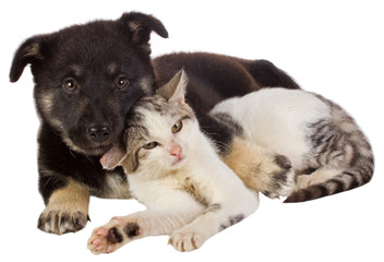 puppy and cat - 44926308