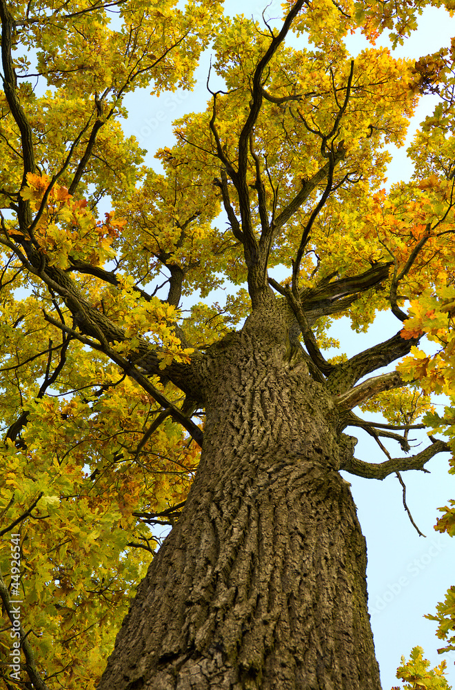 Wall mural oak tree in autumn