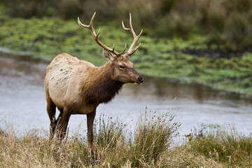 Bull Tule Elk (Cervus canadensis) in a wilderness