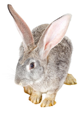 single gray rabbit