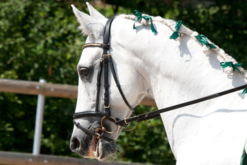 White Lusitano Horse at at Barockpferdetag competition