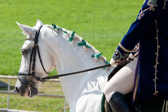 White Lusitano Horse at Barockpferdetag competition