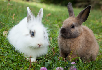 Rabbits in the grass