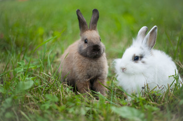 Rabbits in the grass