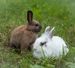 Rabbits in the grass