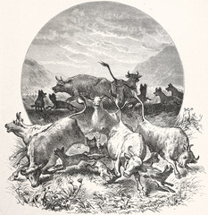 hyenas attack a herd of cattle, South Africa, 1880