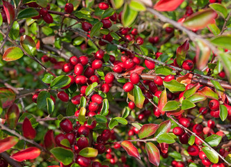 Zwergmispel - Cotoneaster