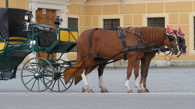 Carriage with horses for hire in Vienna