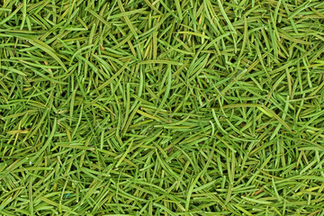 Christmas spruce  texture